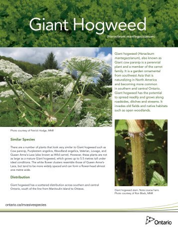 Giant Hogweed - Ministry of Natural Resources - Ontario.ca