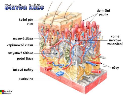 KŮŽE (6.41MB) - Atraktivní biologie