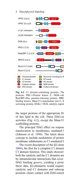 Diacylglycerol Signaling