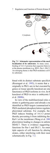 Diacylglycerol Signaling