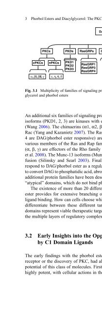 Diacylglycerol Signaling