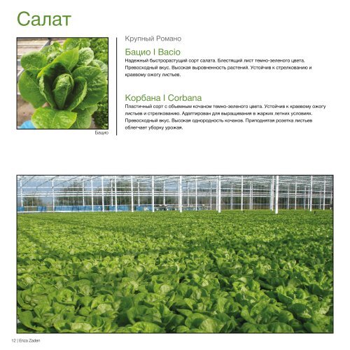 Салат и зеленные культуры для выращивания на гидропонных системах 2023-24