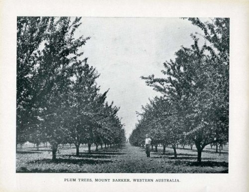 Under the Southern Cross - Glimpses of Australia - 1908