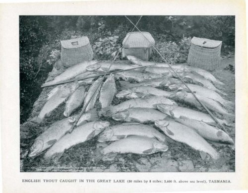 Under the Southern Cross - Glimpses of Australia - 1908