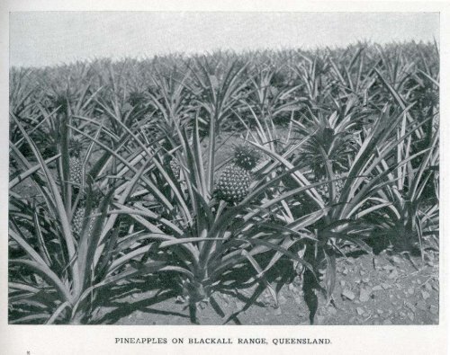 Under the Southern Cross - Glimpses of Australia - 1908