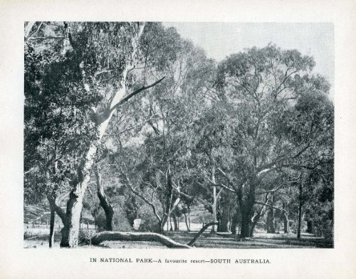 Under the Southern Cross - Glimpses of Australia - 1908