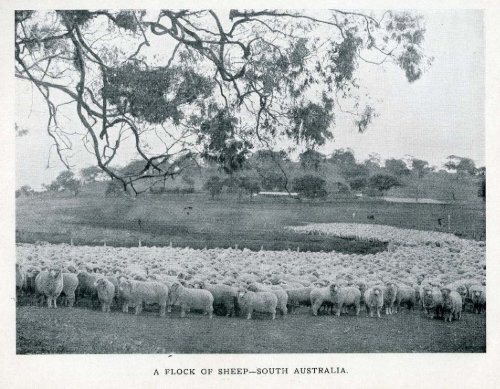 Under the Southern Cross - Glimpses of Australia - 1908