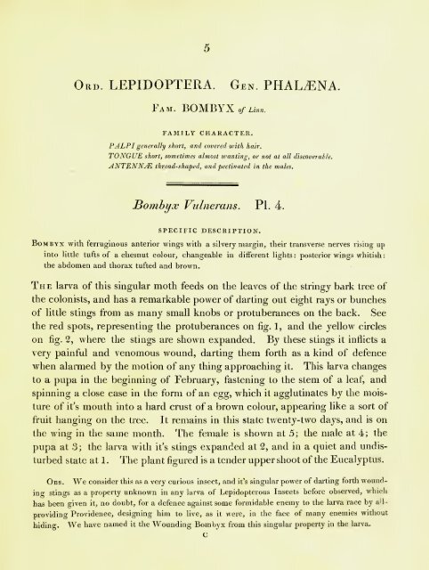 A Natural History of Lepidopterous of NSW by John William Lewin