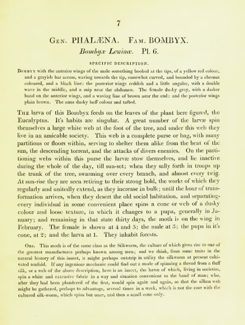 A Natural History of Lepidopterous of NSW by John William Lewin