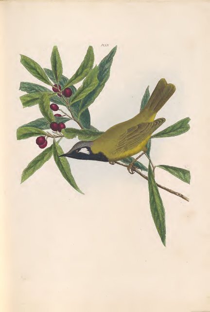 A History of the Birds of NSW by John William Lewin