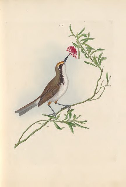 A History of the Birds of NSW by John William Lewin