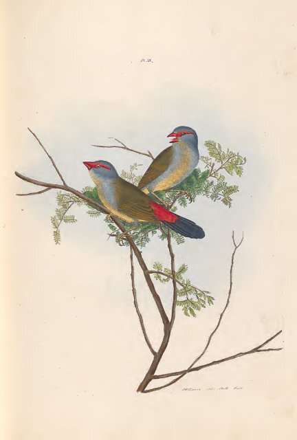 A History of the Birds of NSW by John William Lewin