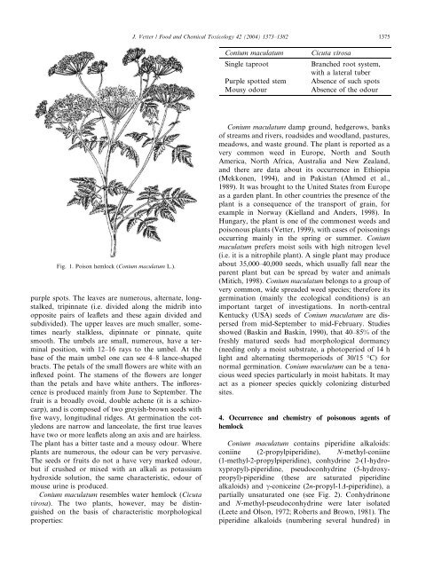Poison hemlock (Conium maculatum L.)