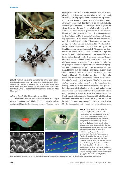 Bionik, Biomimetik - Naturwissenschaftliche Rundschau