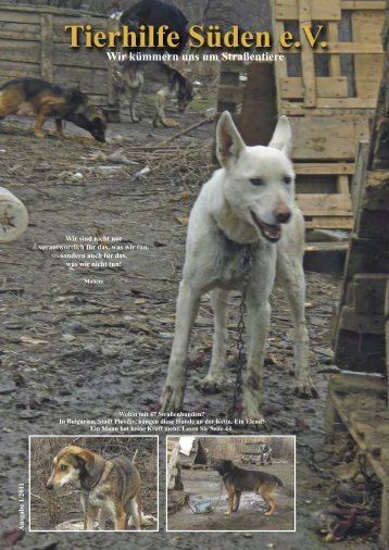 Wir alle sind Straßenhunde, die hier in diesem ... - Tierhilfe Süden