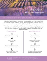 The Difference Between Clonal and Population Lavender