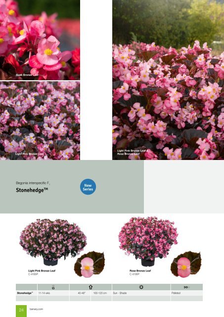 Flower Seed Catalog 2024