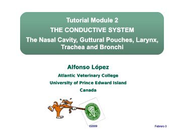 Tutorial Module 2 THE CONDUCTIVE SYSTEM The Nasal Cavity ...