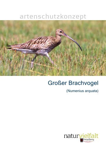 Artenschutzkonzept_Gr_Brachvogel (2.5 MB ) - Vorarlberg