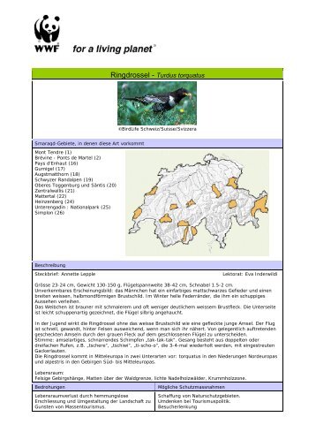 Ringdrossel - Turdus torquatus - WWF Schweiz