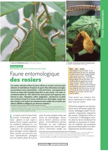 Insectes des rosiers / Insectes n° 143 - Inra