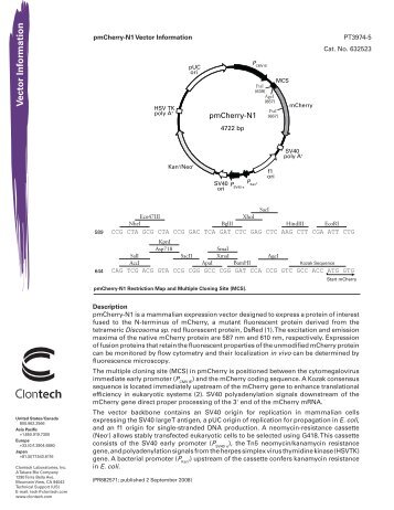 pmCherry-N1 Vector Information - Gene Synthesis