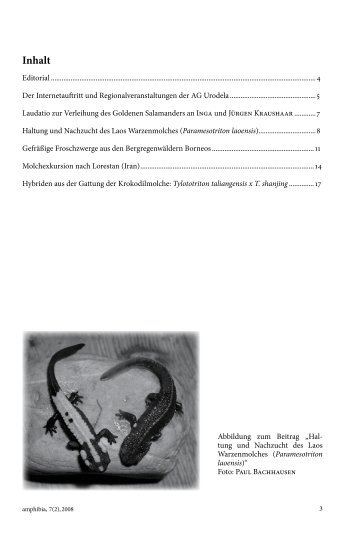 amphibia_2008_2