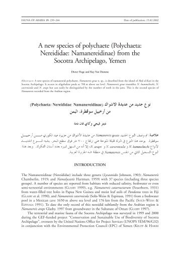 A new species of polychaete (Polychaeta: Nereididae - Senckenberg