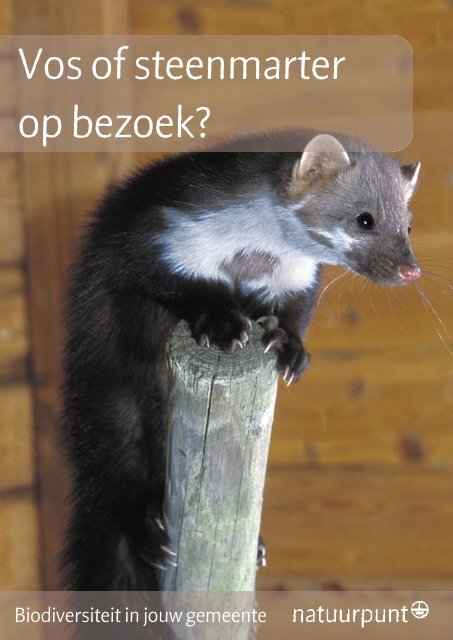 Vos of steenmarter op bezoek? - Natuurpunt