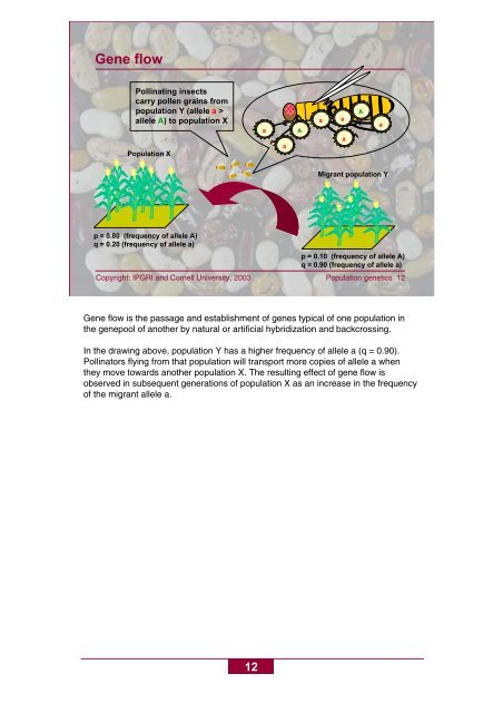 Basic concepts of population genetics - Bioversity International