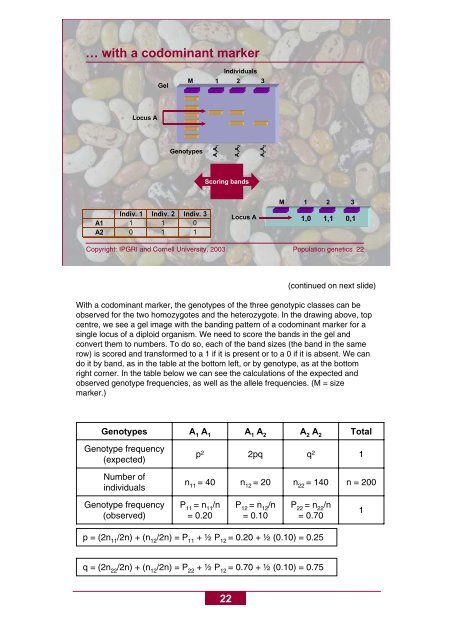 Basic concepts of population genetics - Bioversity International