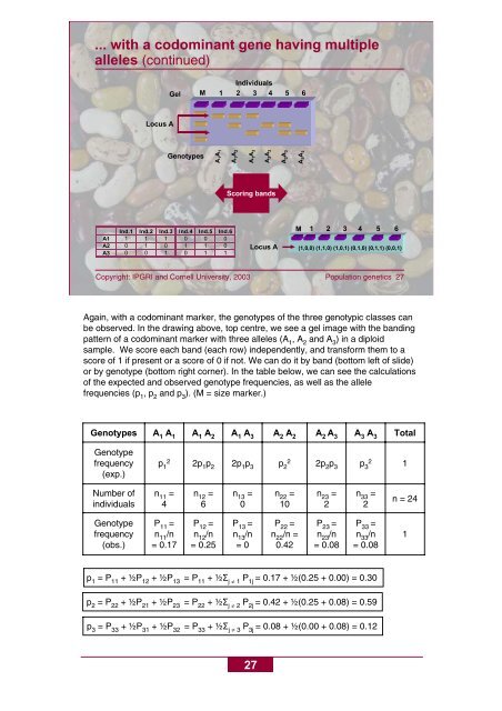 Basic concepts of population genetics - Bioversity International