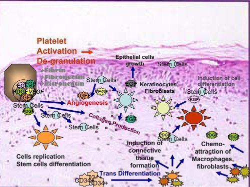 MyCells® - Platelet Rich Plasma harvesting kit : from ... - My-cells.net