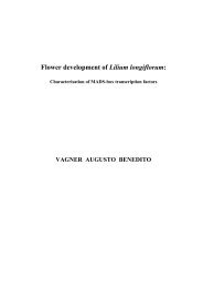 Flower development of Lilium longiflorum - The Lilium information ...