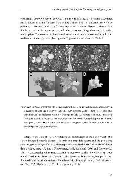 Flower development of Lilium longiflorum - The Lilium information ...