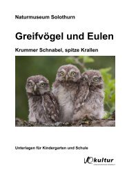 Greifvögel und Eulen - Naturmuseum Solothurn