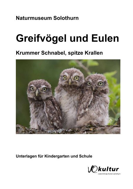 Greifvogel Und Eulen Naturmuseum Solothurn