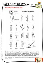 BAUMBESTIMMUNG IM WINTER - Naturscouts