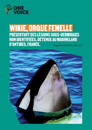 Rapport Wikie, orque femelle