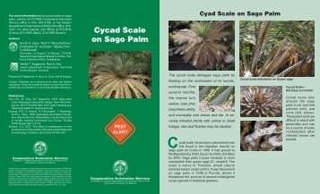 Cycad Scale on Sago Palm - ctahr