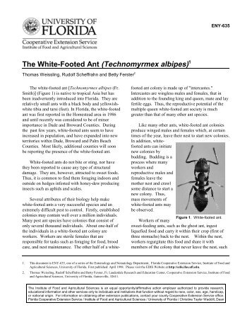 The White-Footed Ant (Technomyrmex albipes)1 - Premium Pest ...