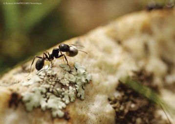 Exposition itinérante "Formidables fourmis"