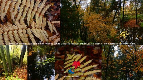 NJ Pine Barrens Maritime-Culture-Landscape 1 1 2024