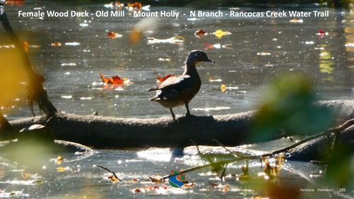 NJ Pine Barrens Maritime-Culture-Landscape 1 1 2024