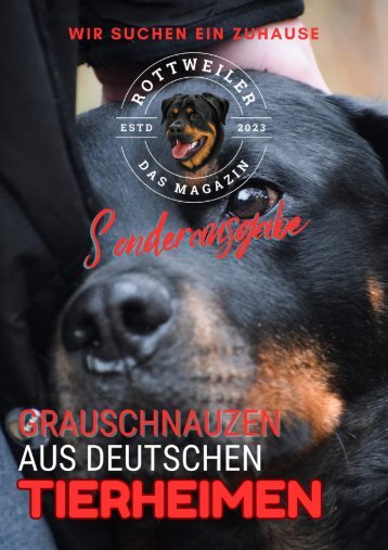 Rottweiler Grauschnauzen auf der Suche nach einem neuen Zuhause