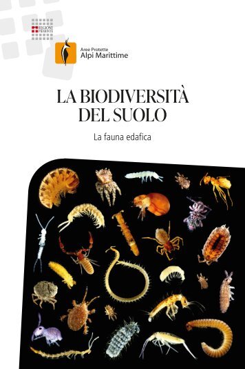 La biodiversità del suolo | La fauna edafica (estratto)
