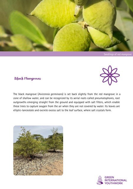 Mangroves- natural heroes to combat climate change