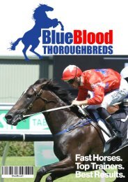 Harry Angel x Western Cape Colt