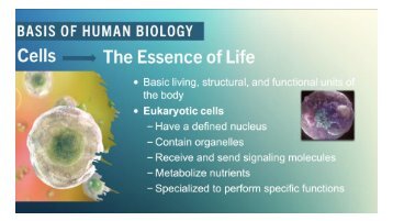 Die menschliche Biologie und Funktion unserer Zellen - der Gesundheits Beitrag des legendären Triangel of Wellness - Gesundheits Dreieck - Nitric Oxide und seine Bedeutung für unser Überleben.