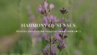 Harmony of Senses